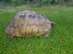 Rehomed...Spur Thighed : Female Libyan approx 50+ years old (sticks)